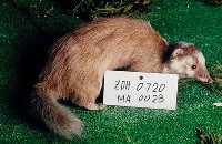 鼬獾藏品圖，第2張